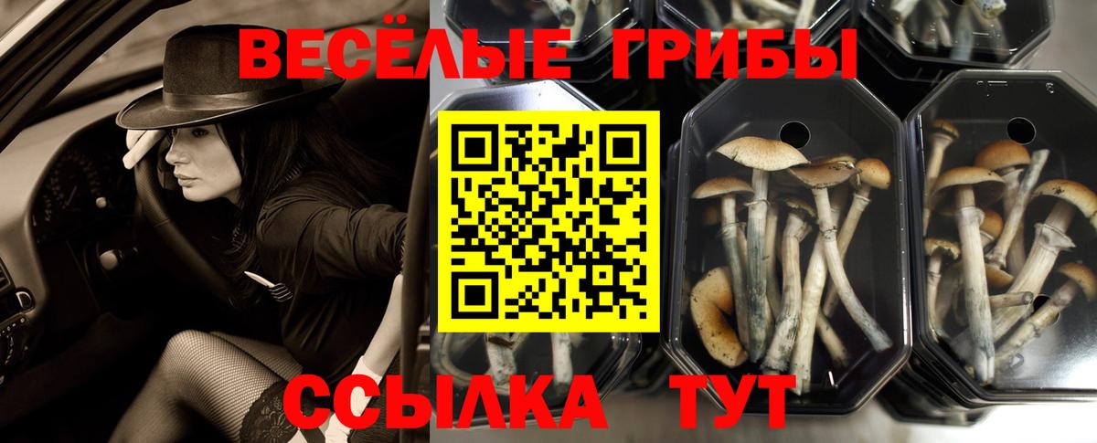 Протвино  Псилоцибиновые грибы MAGIC MUSHROOMS  Вход с VPN  Псилоцибиновые грибы Psilocybine cubensis 
